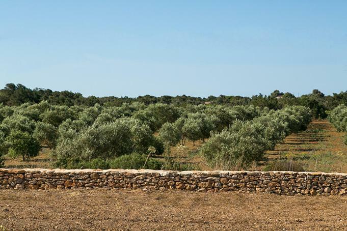 Ca Na Maria Teueta Appartement Sant Ferran de Ses Roques Buitenkant foto